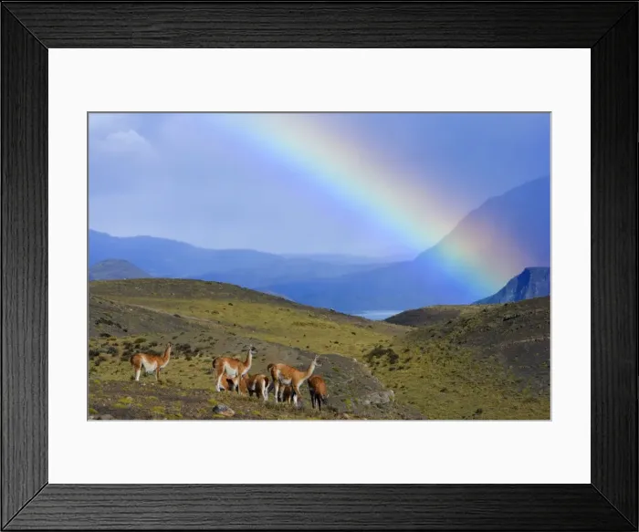 Framed Print : Guanaco - herd grazing on grassy slopes under a rainbow in front of Cuernos del Paine massif - Torres del Paine National Park - Patagonia - Chile - South America