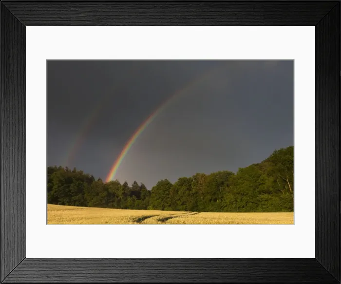 Framed Print : Rainbow - over ripening cornfield - Lower Saxony - Germany Framed Print : Rainbow - over ripening cornfield - Lower Saxony - Germany