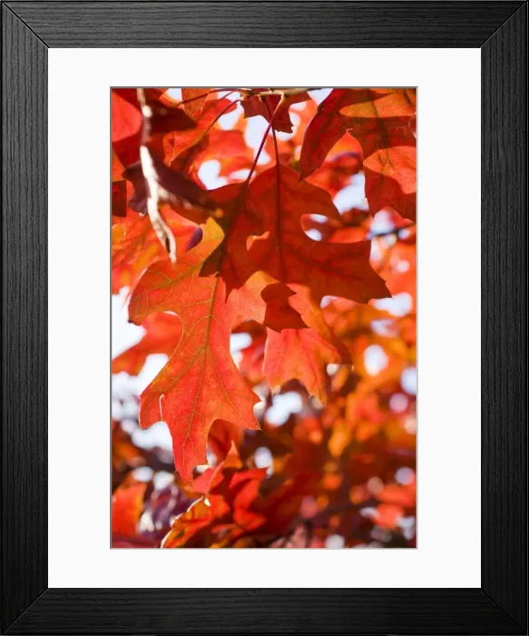 Framed Print : Scarlet Oak Leaves - in autumn colour - Norfolk - UK Framed Print : Scarlet Oak Leaves - in autumn colour - Norfolk - UK