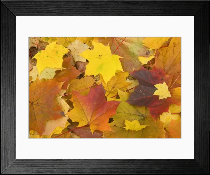 Framed Print : Maple leaves in autumn - Svabian Alb - Baden-Wuerttemberg - Germany Framed Print : Maple leaves in autumn - Svabian Alb - Baden-Wuerttemberg - Germany