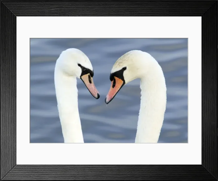 Framed Print : Mute Swan - Courtship display - Caerlaverock WWT BI020631 Framed Print : Mute Swan - Courtship display - Caerlaverock WWT BI020631