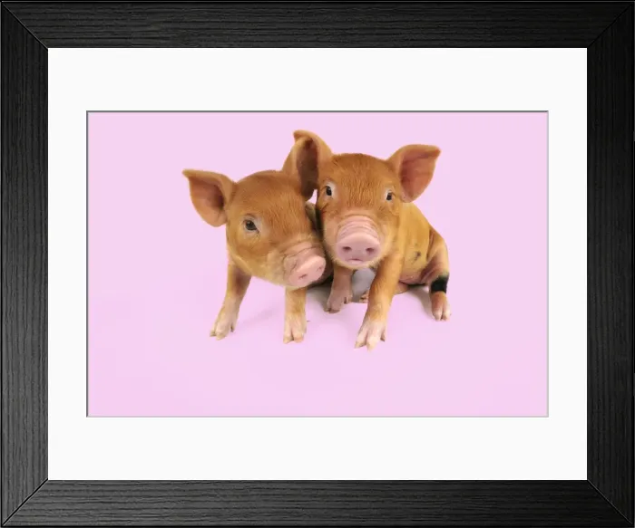 Framed Print : Pig. Kune Kune piglets on pink background Digital Manipulation: background white to pink Framed Print : Pig. Kune Kune piglets on pink background Digital Manipulation: background white to pink