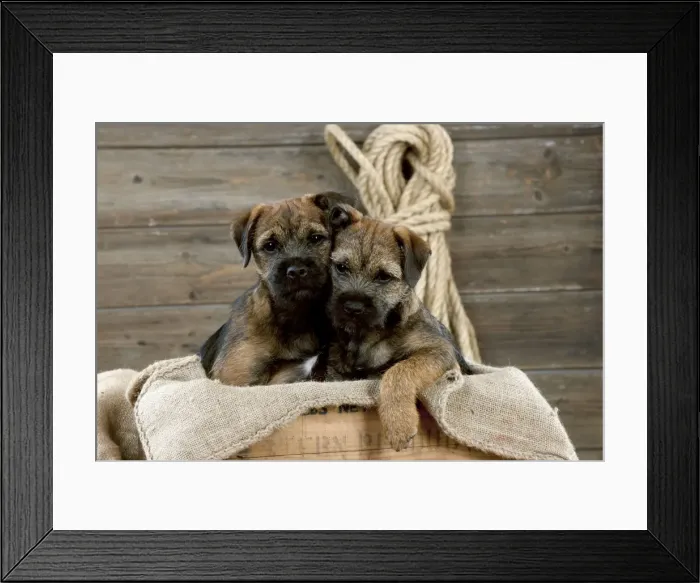 Framed Print : DOG - Border terrier puppies sitting in a box (13 weeks old) Framed Print : DOG - Border terrier puppies sitting in a box (13 weeks old)