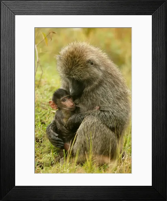 Framed Print : Olive Baboons LA 617 Baby with parent Papio hamadryas anubis © J. M. Labat  /  ardea. com