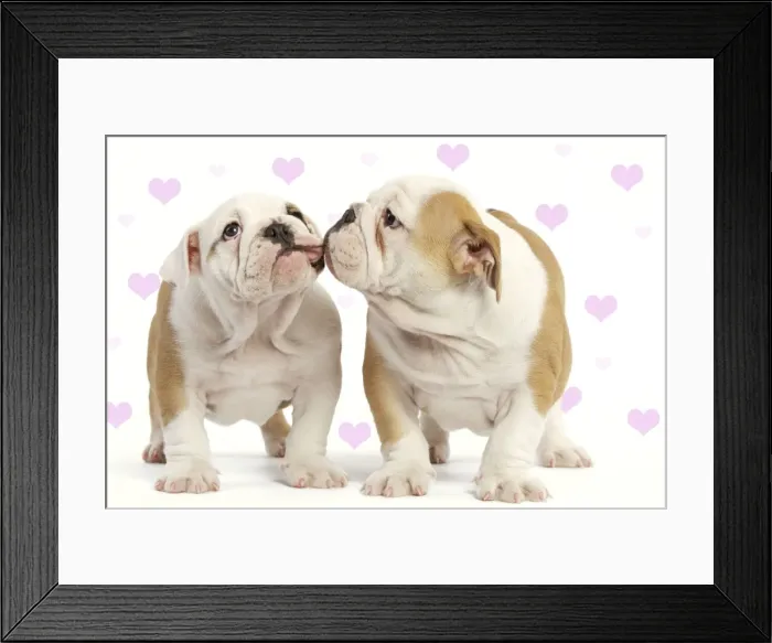 Framed Print : English Bulldog - two puppies kissing Digital Manipulation: hearts to background Framed Print : English Bulldog - two puppies kissing Digital Manipulation: hearts to background