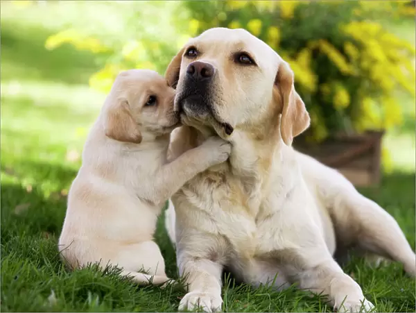Dog - Labrador adult with puppy