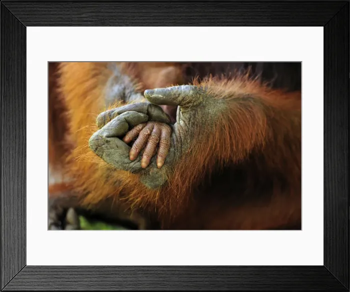 Framed Print : Borneo Orangutan - mother's and baby's hands - Camp Leakey - Tanjung Puting National Park - Kalimantan - Borneo - Indonesia Framed Print : Borneo Orangutan - mother's and baby's hands - Camp Leakey - Tanjung Puting National Park - Kalimantan - Borneo - Indonesia