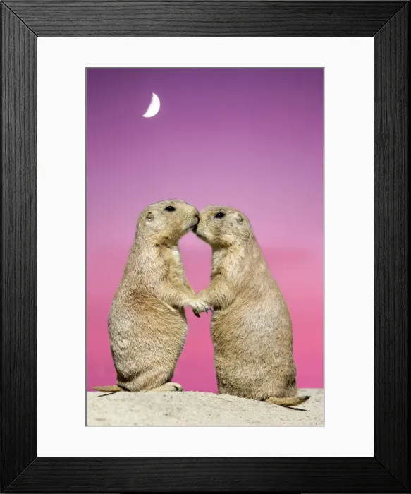 Framed Print : Black-tailed Prairie Dog - pair showing affection behaviour, Emmen, Holland Manipulated Image: sunset background (USH-8) added Framed Print : Black-tailed Prairie Dog - pair showing affection behaviour, Emmen, Holland Manipulated Image: sunset background (USH-8) added