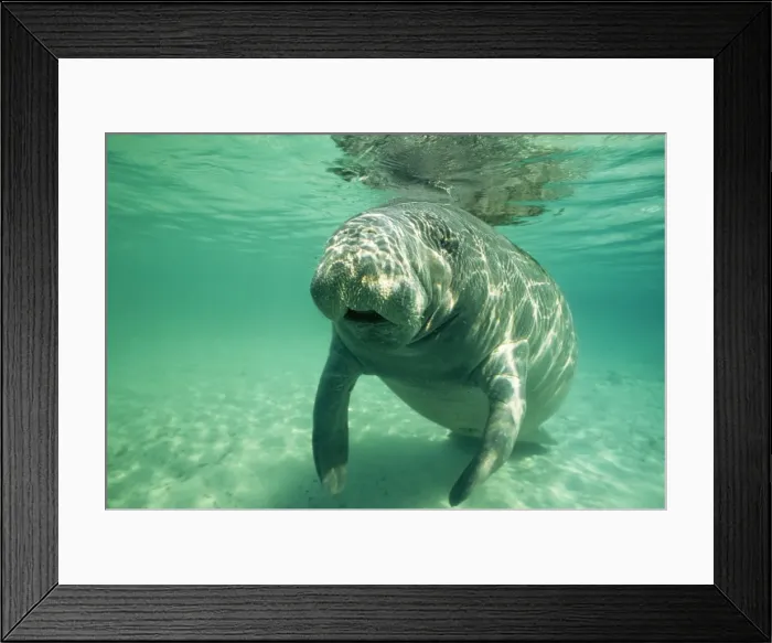 Framed Print : West Indian / Florida Manatee DOC 18 Trichechus manatus latirostris © Doc White / ardea. com Framed Print : West Indian / Florida Manatee DOC 18 Trichechus manatus latirostris © Doc White / ardea. com