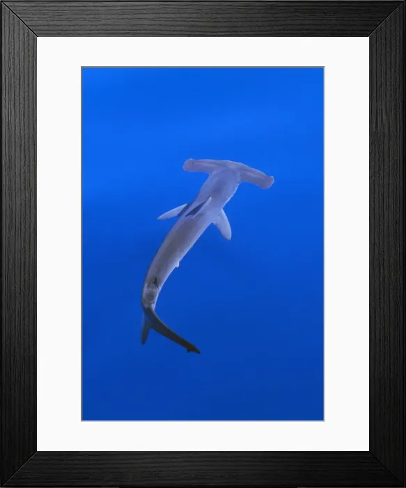 Framed Print : Smooth Hammerhead Shark - underwater Framed Print : Smooth Hammerhead Shark - underwater