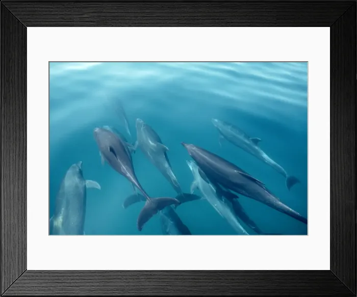 Framed Print : Bottlenose Dolphins FG 7457 A pod of dolphins swimming just beneath surface Tursiops truncatus © Francois Gohier  /  ARDEA LONDON