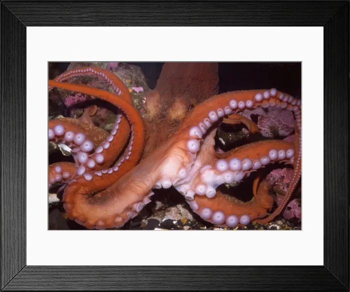 Framed Print : Giant Pacific Octopus - Alsaka to California - formerly: Octopus apollyon Framed Print : Giant Pacific Octopus - Alsaka to California - formerly: Octopus apollyon
