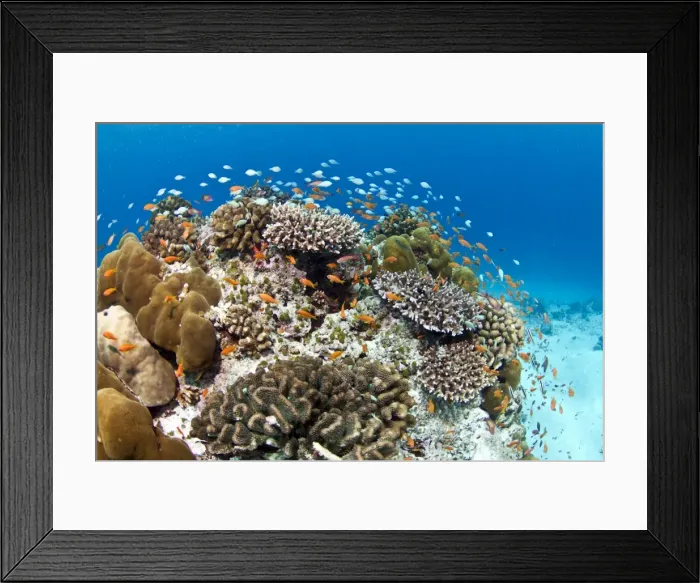 Framed Print : Stony and Lobe Corals (Porites lobe) - Medhu Kandu - Felidhoo - Maldives Framed Print : Stony and Lobe Corals (Porites lobe) - Medhu Kandu - Felidhoo - Maldives
