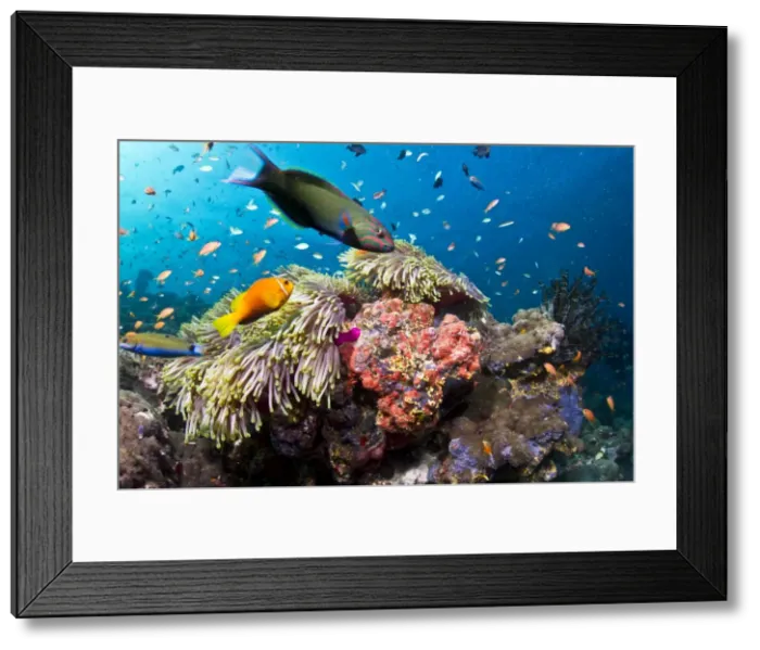 Framed Print : Lyretail Wrasse - with Tomato Anemonefish / Clownfish (Amphiprion frenatus)and Damselfish - Maldives Framed Print : Lyretail Wrasse - with Tomato Anemonefish / Clownfish (Amphiprion frenatus)and Damselfish - Maldives