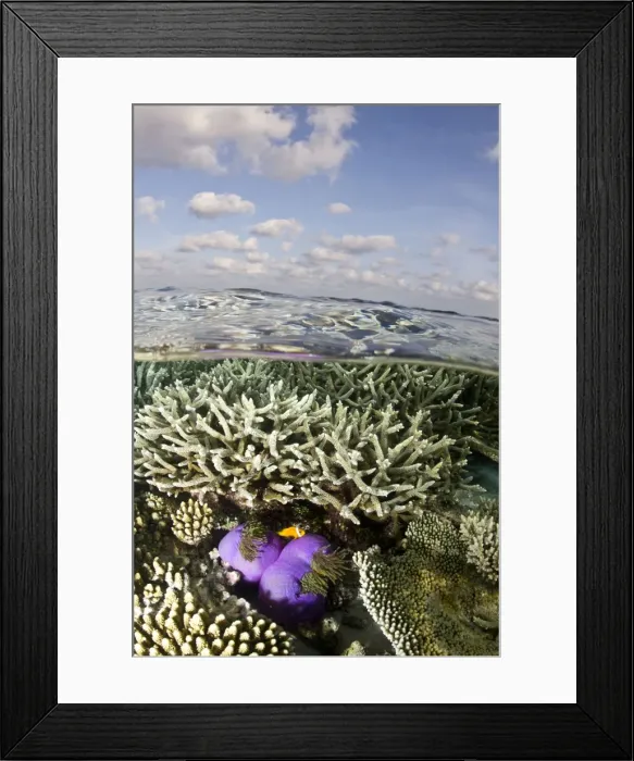 Framed Print : Magnificent Sea Anemone - at Hardcoral Garden - Dega Thila - South-Ari atoll - Maldives Framed Print : Magnificent Sea Anemone - at Hardcoral Garden - Dega Thila - South-Ari atoll - Maldives