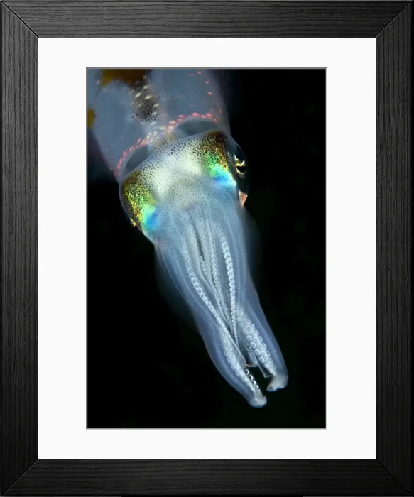 Framed Print : Bigfin Reef Squid - Indonesia Framed Print : Bigfin Reef Squid - Indonesia