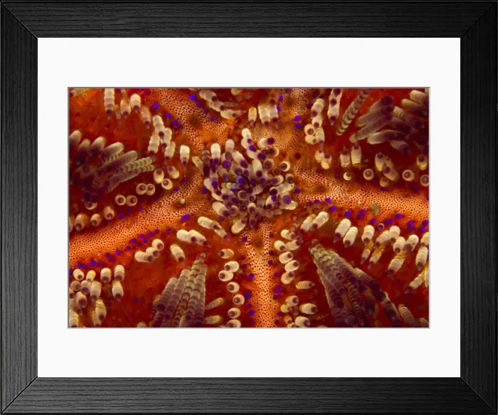 Framed Print : Toxic Sea Urchin - Indonesia Framed Print : Toxic Sea Urchin - Indonesia