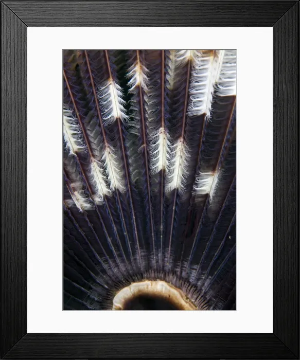 Framed Print : Feather Star - Indonesia Framed Print : Feather Star - Indonesia