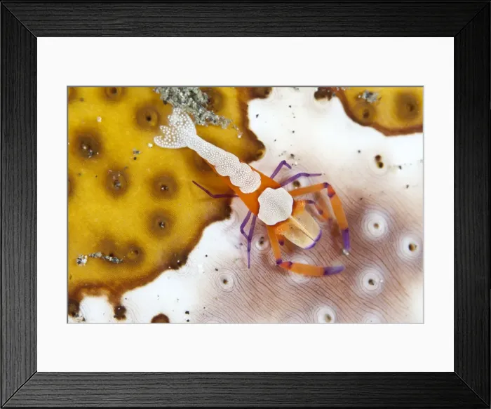 Framed Print : Emperor Shrimp - on a Sea Cucumber - Indonesia Framed Print : Emperor Shrimp - on a Sea Cucumber - Indonesia