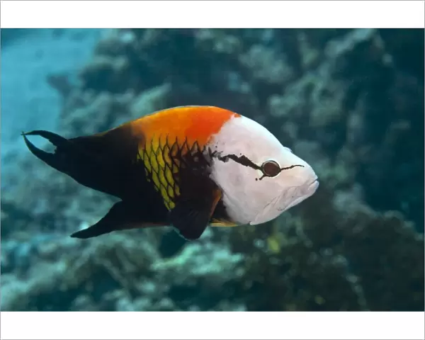 Slingjaw  /  Sling-jaw Wrasse - Red Sea