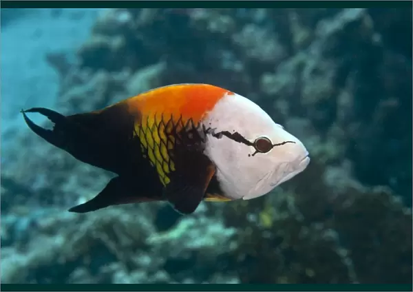 Slingjaw  /  Sling-jaw Wrasse - Red Sea