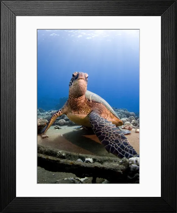 Framed Print : Hawksbill Turtle - Maui Framed Print : Hawksbill Turtle - Maui