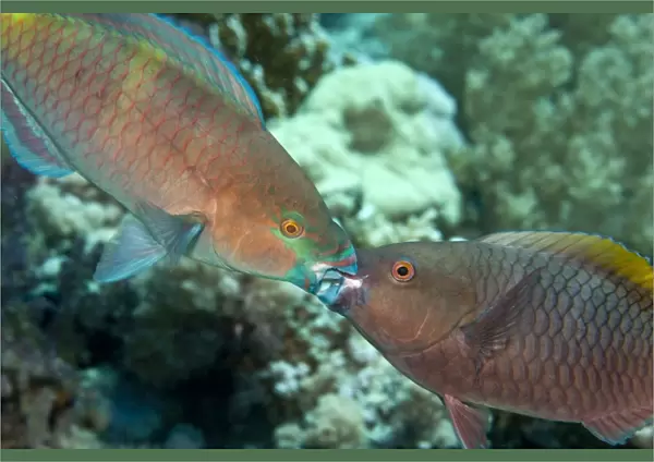 Parrot Fish - two fighting each other - Red Sea