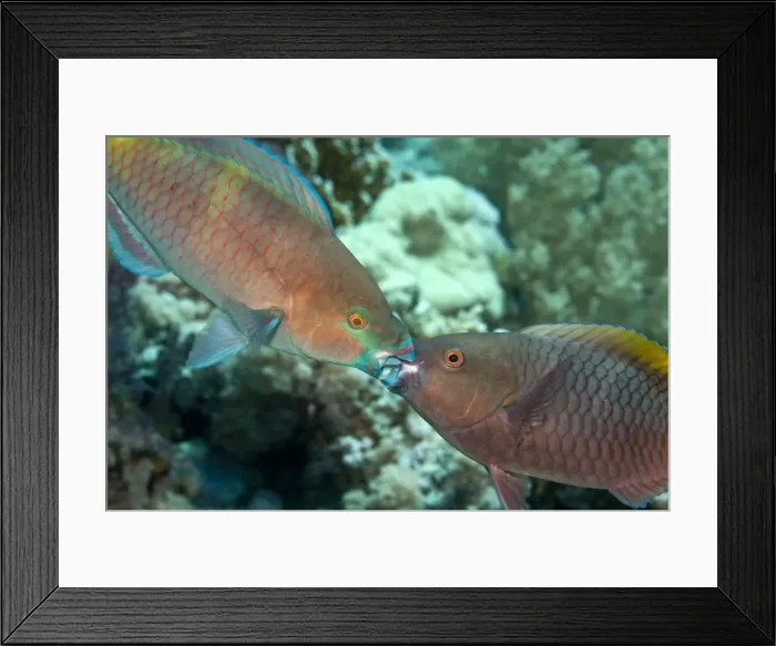 Framed Print : Parrot Fish - two fighting each other - Red Sea Framed Print : Parrot Fish - two fighting each other - Red Sea