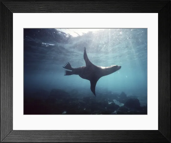 Framed Print : Galapagos Sea Lion - swimming underwater AU-722