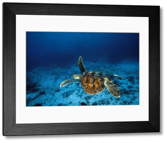 Framed Print : Green Turtle Framed Print : Green Turtle
