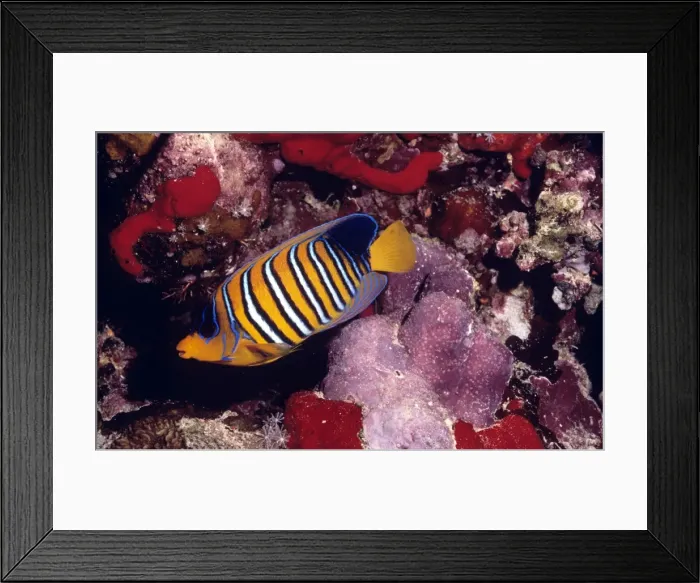 Framed Print : Regal Angel Fish - Red Sea - Indo Pacific Framed Print : Regal Angel Fish - Red Sea - Indo Pacific