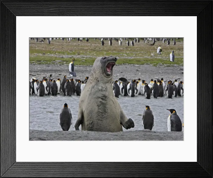 Framed Print : Southern Elephant Seal - showing size comparison with King Penguins (Aptenodytes patagonicus) - Saint Andrew - South Georgia Framed Print : Southern Elephant Seal - showing size comparison with King Penguins (Aptenodytes patagonicus) - Saint Andrew - South Georgia