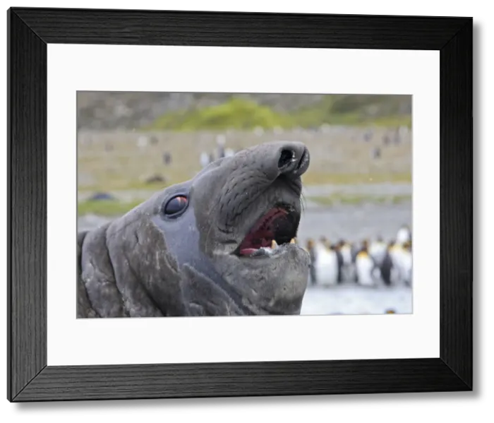 Framed Print : Southern Elephant Seal - with King Penguins (Aptenodytes patagonicus) in background - Saint Andrew - South Georgia Framed Print : Southern Elephant Seal - with King Penguins (Aptenodytes patagonicus) in background - Saint Andrew - South Georgia