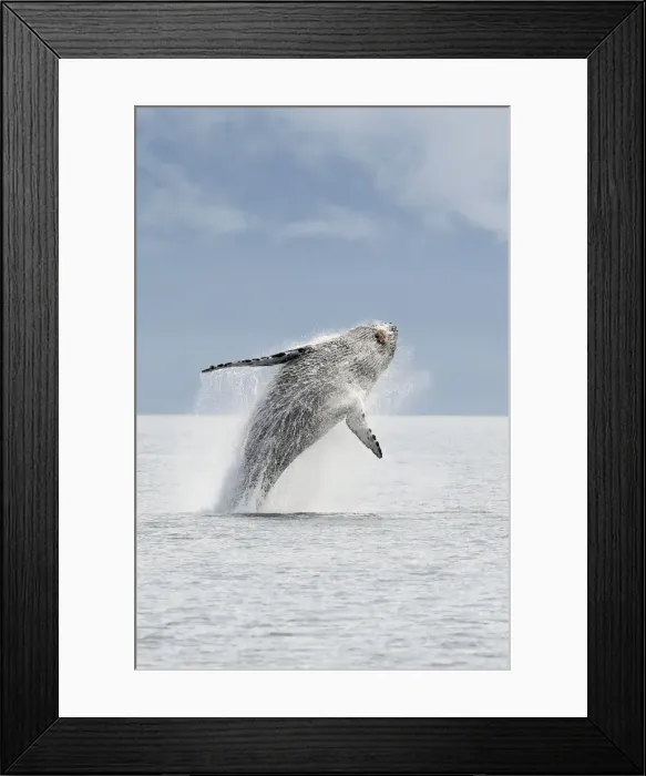 Framed Print : Humpback whale - Breaching - The whale is leaping into the air rotating and landing on its back or side to create a chin-slap - inside Passage - Alaska Framed Print : Humpback whale - Breaching - The whale is leaping into the air rotating and landing on its back or side to create a chin-slap - inside Passage - Alaska