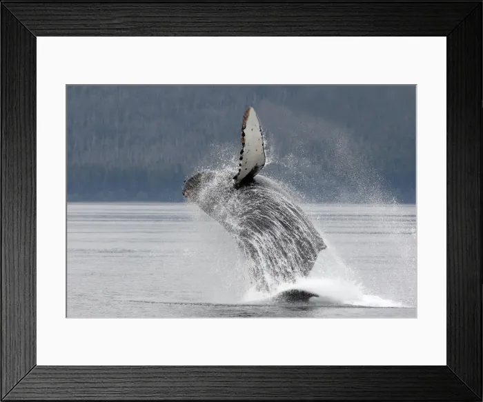 Framed Print : Humpback whale - Breaching - The whale is leaping into the air rotating and landing on its back or side to create a chin-slap - inside Passage - Alaska Framed Print : Humpback whale - Breaching - The whale is leaping into the air rotating and landing on its back or side to create a chin-slap - inside Passage - Alaska