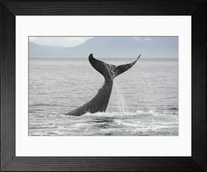 Framed Print : Humpback Whale - tail slapping - inside Passage - Alaska Framed Print : Humpback Whale - tail slapping - inside Passage - Alaska