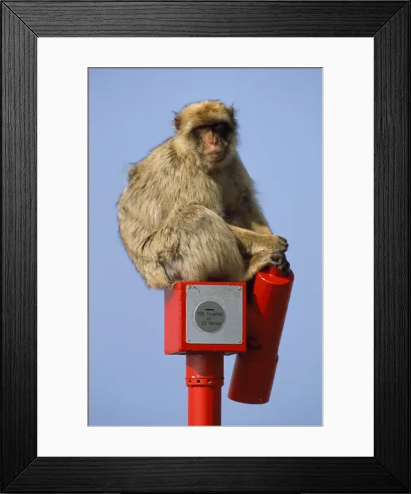 Framed Print : Barbary Ape - Gibraltar Framed Print : Barbary Ape - Gibraltar