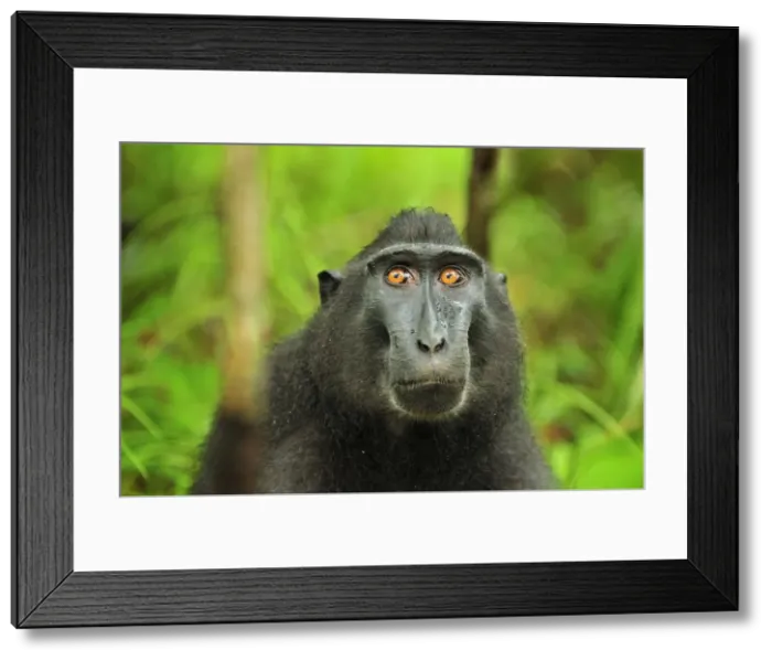 Framed Print : Celebes Crested Macaque / Crested Black Macaque / Sulawesi Crested Macaque / Black Ape - portrait - Tangkoko Nature Reserve - North Sulawesi - Indonesia Framed Print : Celebes Crested Macaque / Crested Black Macaque / Sulawesi Crested Macaque / Black Ape - portrait - Tangkoko Nature Reserve - North Sulawesi - Indonesia