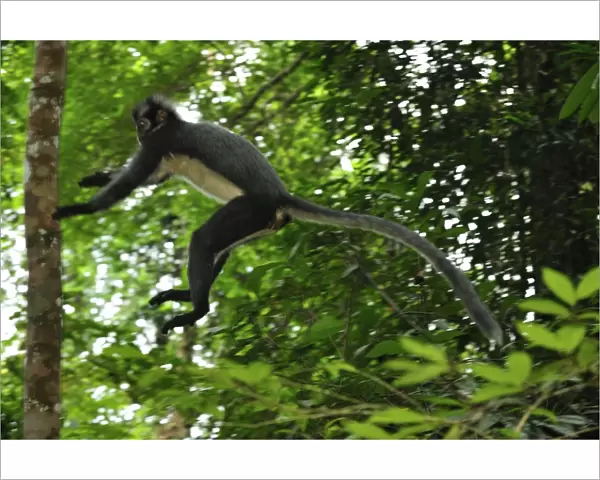 Thomas's Langur  /  Thomas's Leaf Monkey - jumping - Gunung Leuser National Park - Northern Sumatra - Indonesia