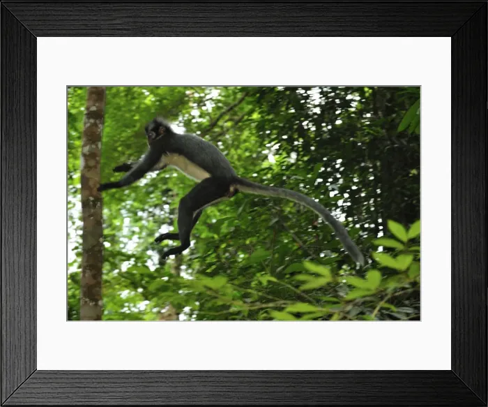 Framed Print : Thomas's Langur  /  Thomas's Leaf Monkey - jumping - Gunung Leuser National Park - Northern Sumatra - Indonesia