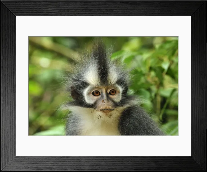 Framed Print : Thomas's Langur / Thomas's Leaf Monkey - portrait - Gunung Leuser National Park - Northern Sumatra - Indonesia Framed Print : Thomas's Langur / Thomas's Leaf Monkey - portrait - Gunung Leuser National Park - Northern Sumatra - Indonesia