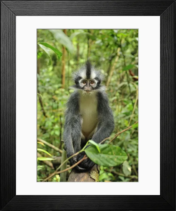 Framed Print : Thomas's Langur / Thomas's Leaf Monkey - Gunung Leuser National Park - Northern Sumatra - Indonesia Framed Print : Thomas's Langur / Thomas's Leaf Monkey - Gunung Leuser National Park - Northern Sumatra - Indonesia