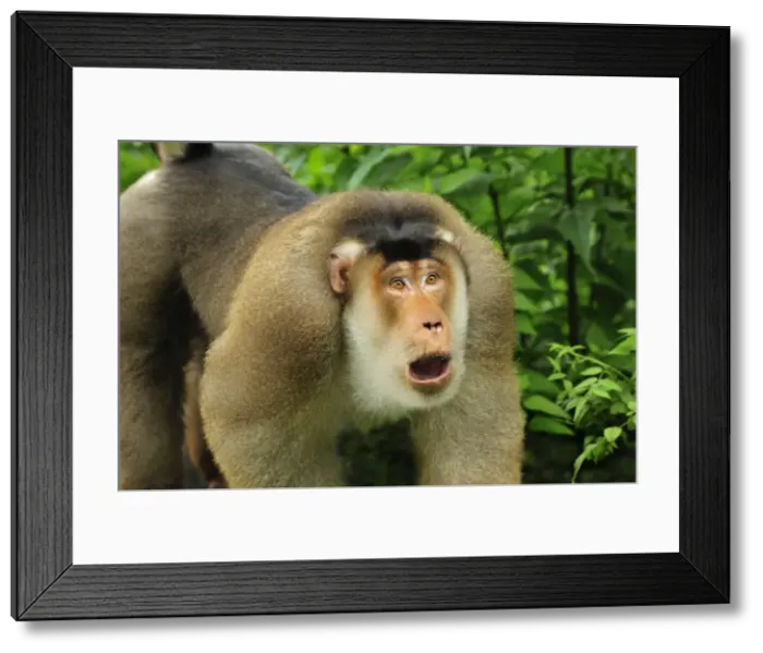 Framed Print : Southern Pig-tailed Macaque - Gunung Leuser National Park - Northern Sumatra - Indonesia Framed Print : Southern Pig-tailed Macaque - Gunung Leuser National Park - Northern Sumatra - Indonesia