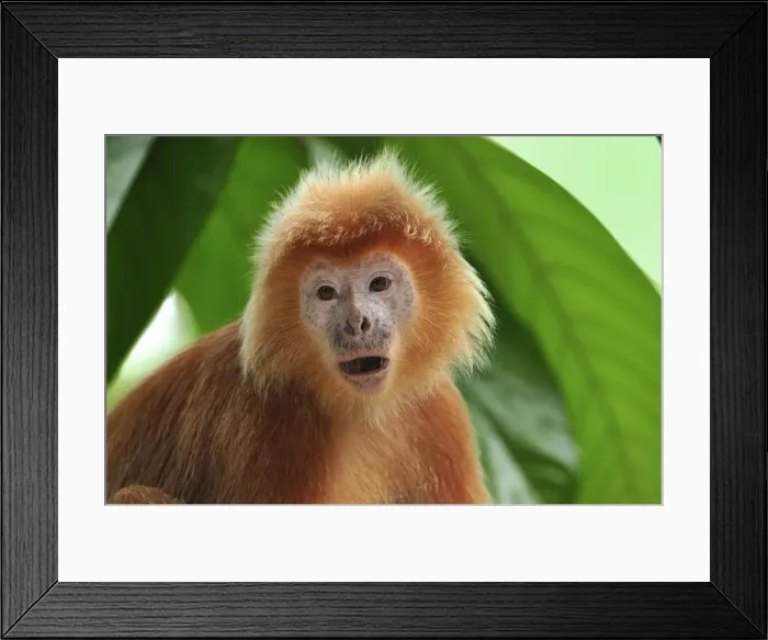 Framed Print : Javan lutung  /  Ebony langur - portrait - yellowish orange color form - Java - Indonesia