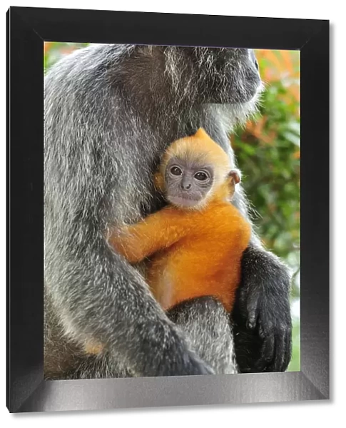 Silvery Lutung  /  Silvered Leaf Monkey  /  Silvery Langur - mother with baby - Kuala Selangor Nature Park - West Malaysia