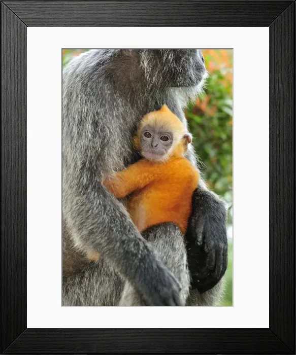 Framed Print : Silvery Lutung / Silvered Leaf Monkey / Silvery Langur - mother with baby - Kuala Selangor Nature Park - West Malaysia Framed Print : Silvery Lutung / Silvered Leaf Monkey / Silvery Langur - mother with baby - Kuala Selangor Nature Park - West Malaysia