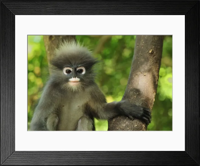 Framed Print : Dusky Leaf Monkey / Spectacled Langur / Spectacled Leaf Monkey - Khao Sam Roi Yot National Park - Thailand Framed Print : Dusky Leaf Monkey / Spectacled Langur / Spectacled Leaf Monkey - Khao Sam Roi Yot National Park - Thailand