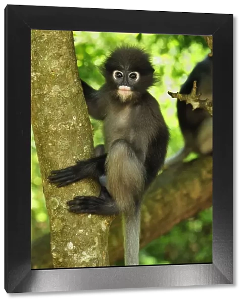 Dusky Leaf Monkey  /  Spectacled Langur  /  Spectacled Leaf Monkey - Khao Sam Roi Yot National Park - Thailand