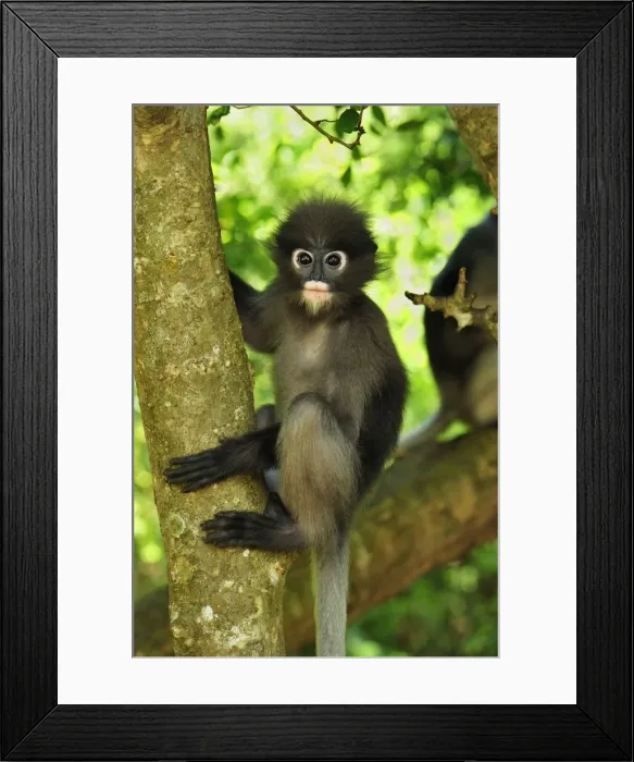 Framed Print : Dusky Leaf Monkey / Spectacled Langur / Spectacled Leaf Monkey - Khao Sam Roi Yot National Park - Thailand Framed Print : Dusky Leaf Monkey / Spectacled Langur / Spectacled Leaf Monkey - Khao Sam Roi Yot National Park - Thailand