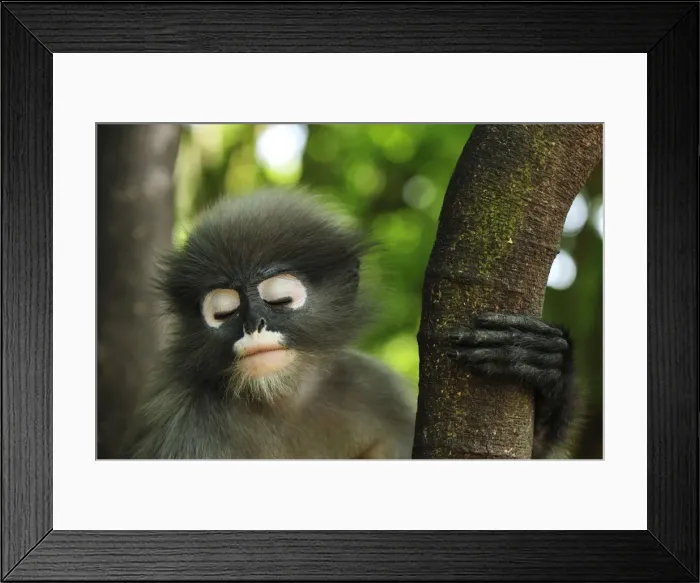 Framed Print : Dusky Leaf Monkey / Spectacled Langur / Spectacled Leaf Monkey - sleeping - Khao Sam Roi Yot National Park - Thailand Framed Print : Dusky Leaf Monkey / Spectacled Langur / Spectacled Leaf Monkey - sleeping - Khao Sam Roi Yot National Park - Thailand
